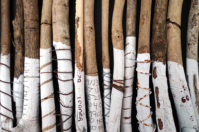 detail of twigs, partly painted in white